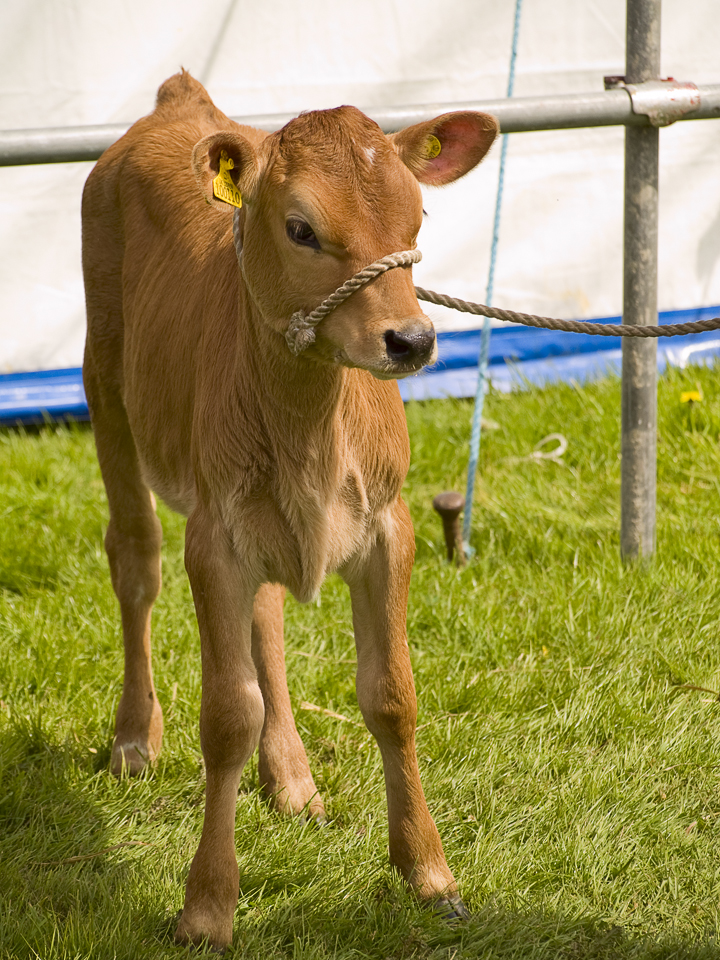 Jersey calf, Otley show 2009