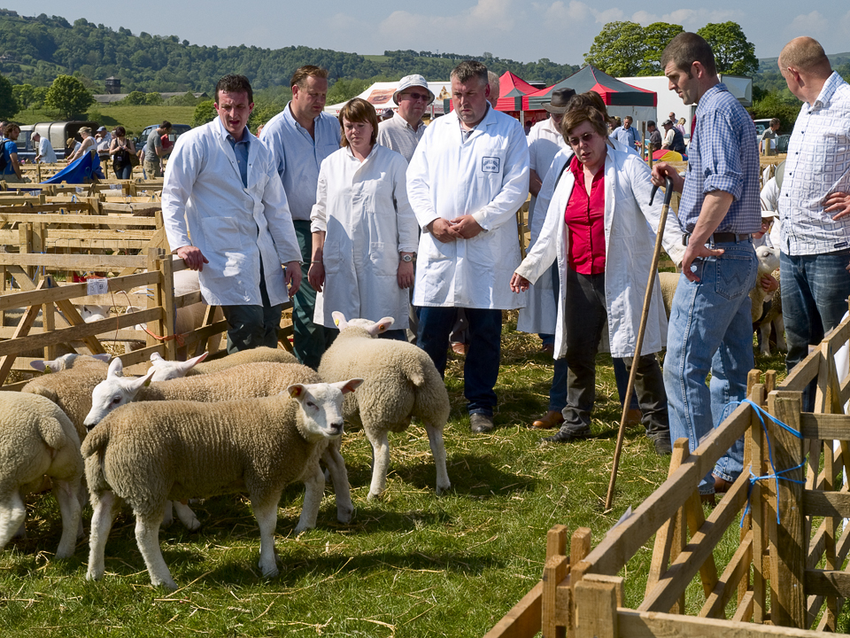 Judging the sheep at Otley show, 2010