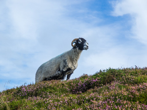 Sheep on Barden Moor