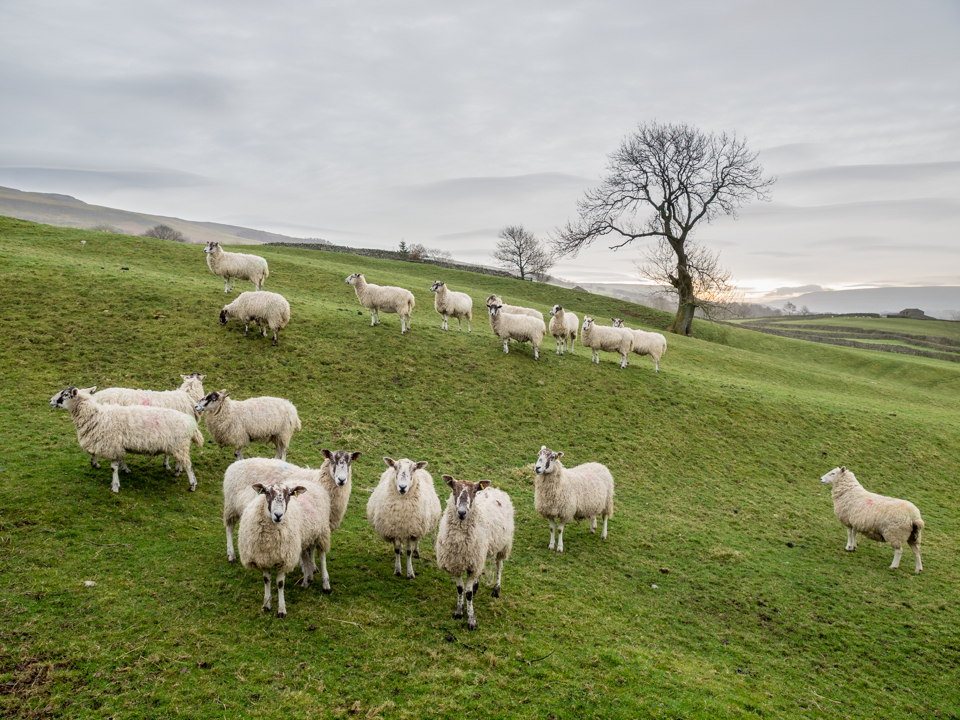Sheep near Carperby, Wensleydale