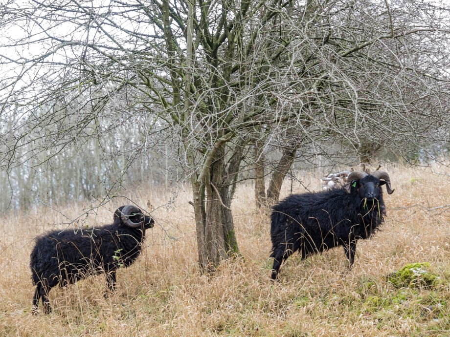 Sheep, Ox Close Wood