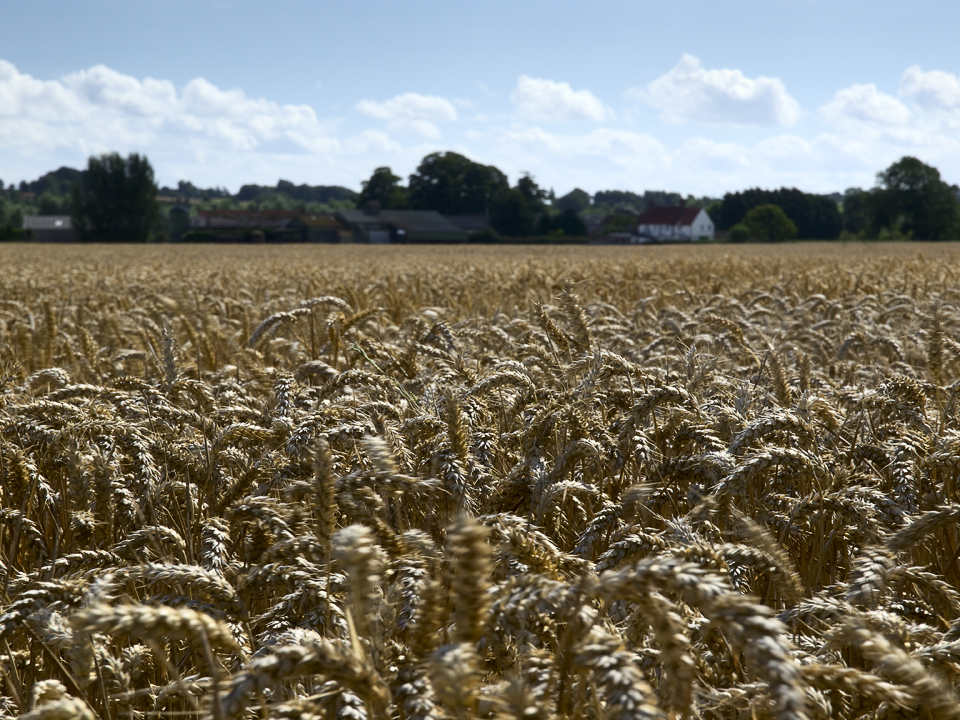 Wheat field at Nunwick