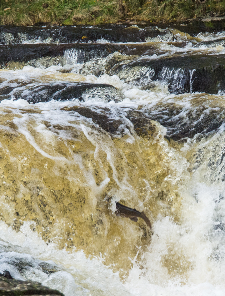 Leaping salmon, Stainforth Foss