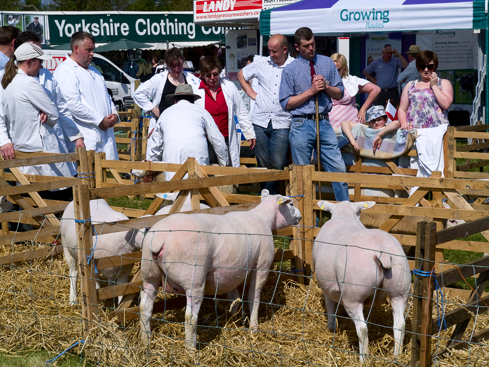 Sheep judging, Otley show 2010