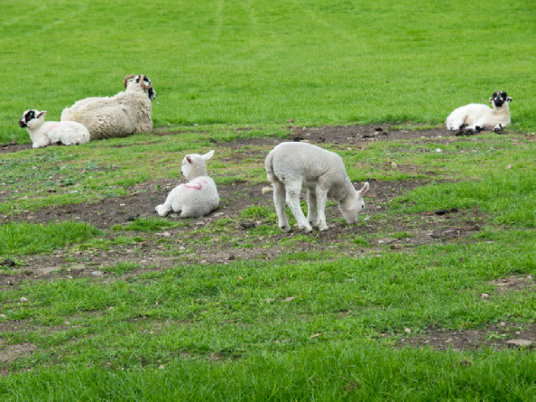 Lambs at Jervaulx