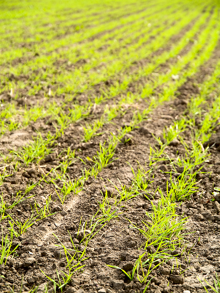 Germinating crops in a field at Netherby, Yorkshire