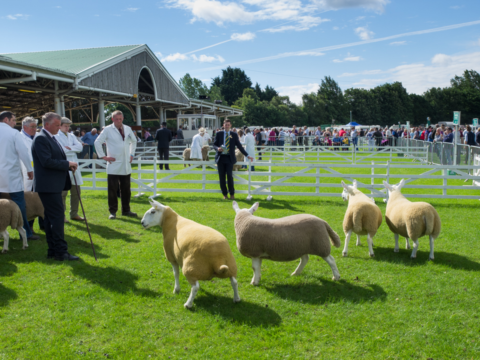 Great Yorkshire Show, 2016