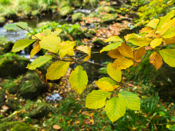 Autumn leaves, Valley of Desolation