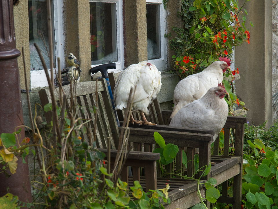 Chickens, Stainforth