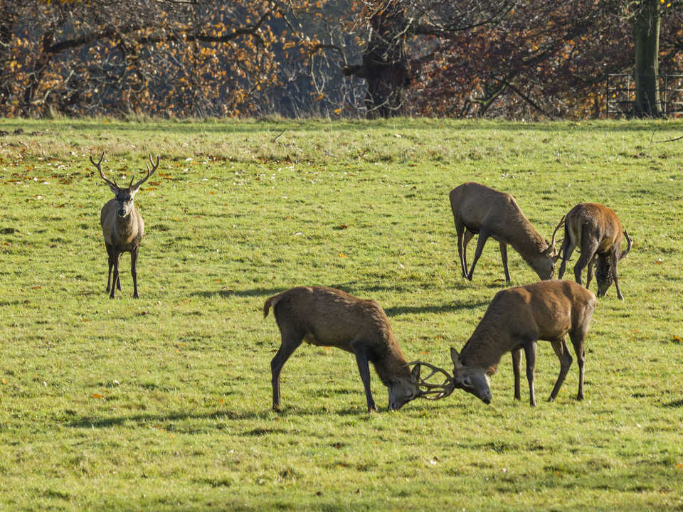 Studley Royal Deer Park