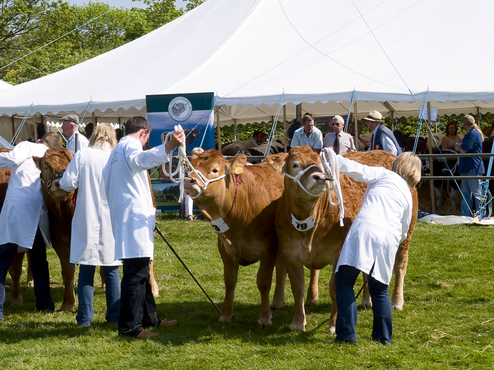 Cattle judging, Otley show 2010