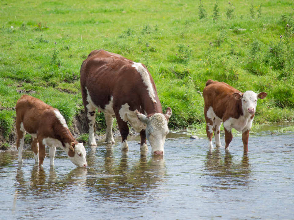 Cattle at Newfield Bridge