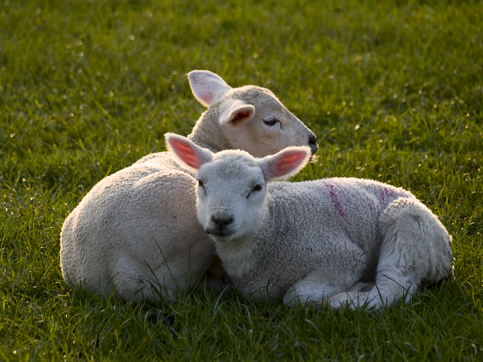 Lambs at Netherby, Wharfedale, Yorkshire