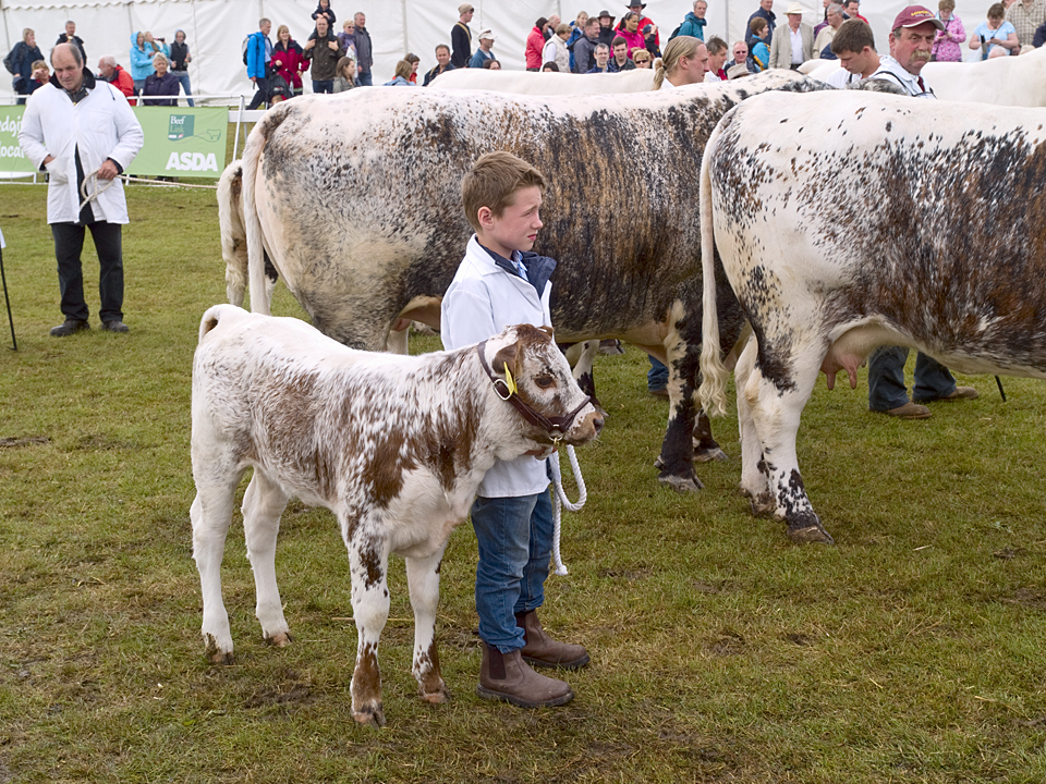 'Youngsters' at the Great Yorkshire Show, 2010