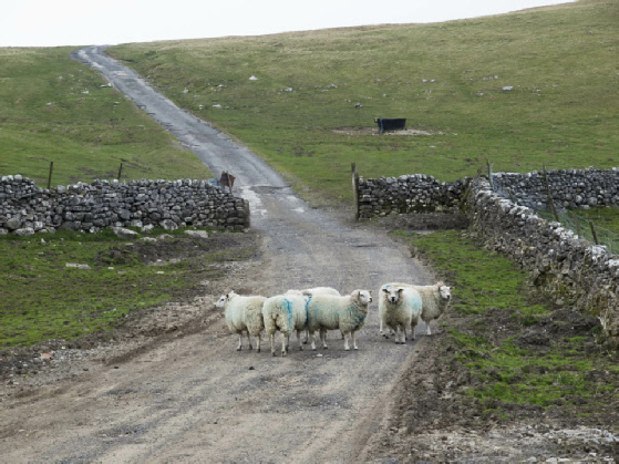 Sheep near Bordley