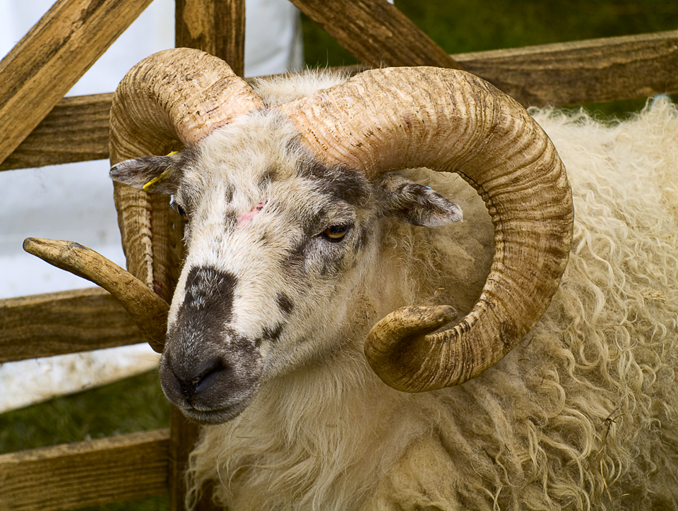 Jacob sheep, Otley show 2009