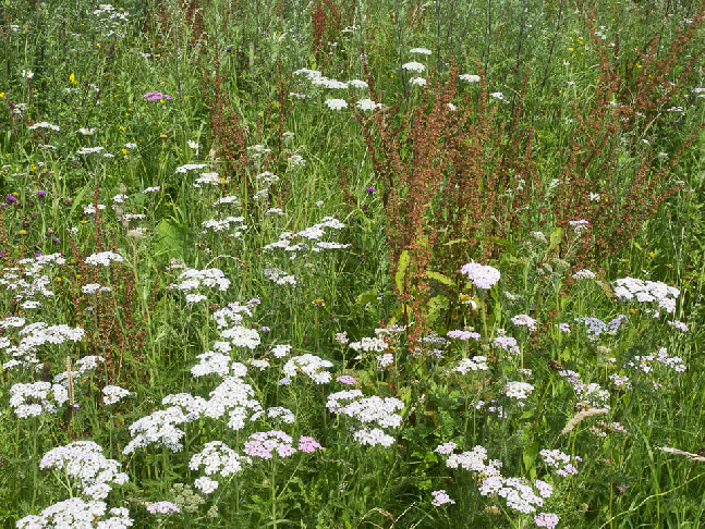 Wild flowers along the riverbank, Aldwark