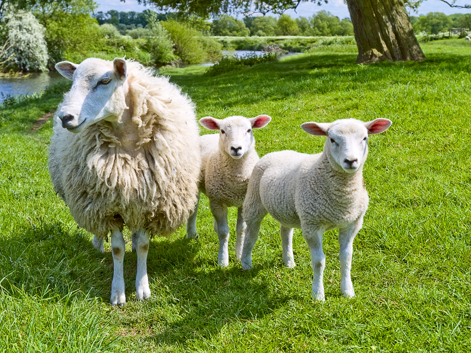 Sheep, Newton Kyme