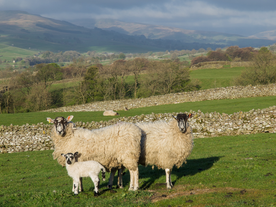 Sheep, Askrigg Common