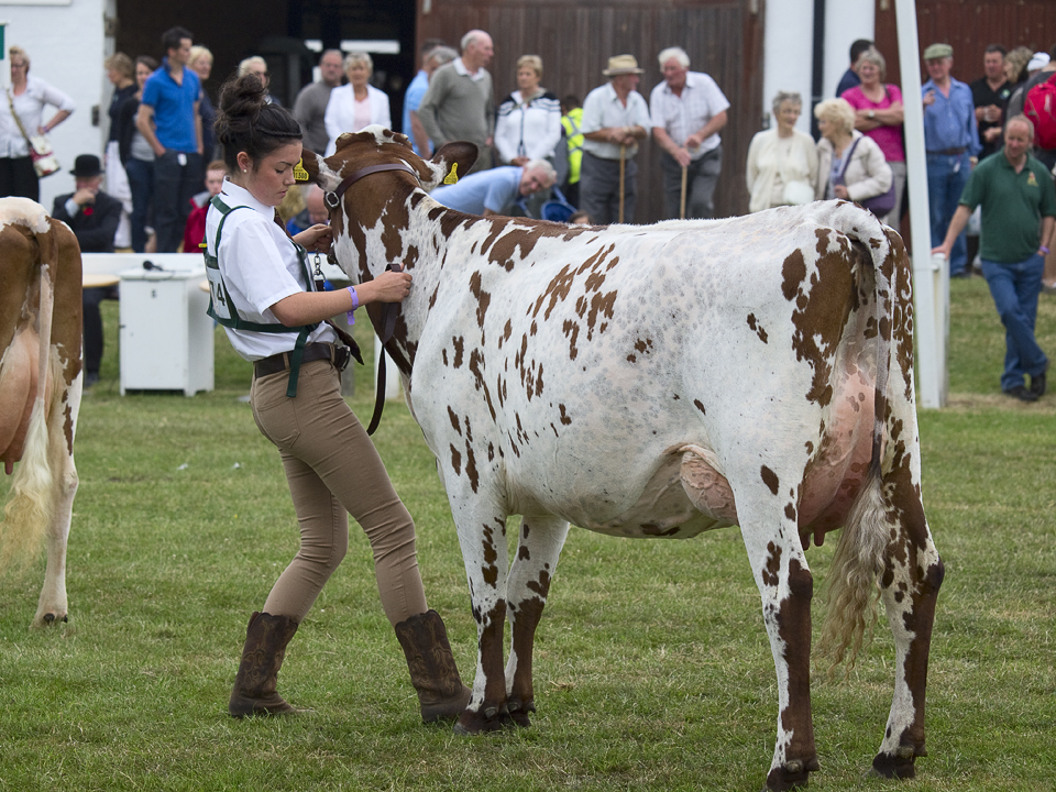 Cow and handler, Great Yorkshire Show