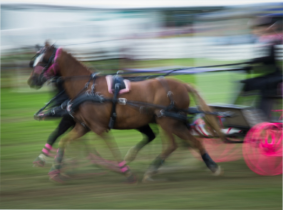 Great Yorkshire Show, 2016