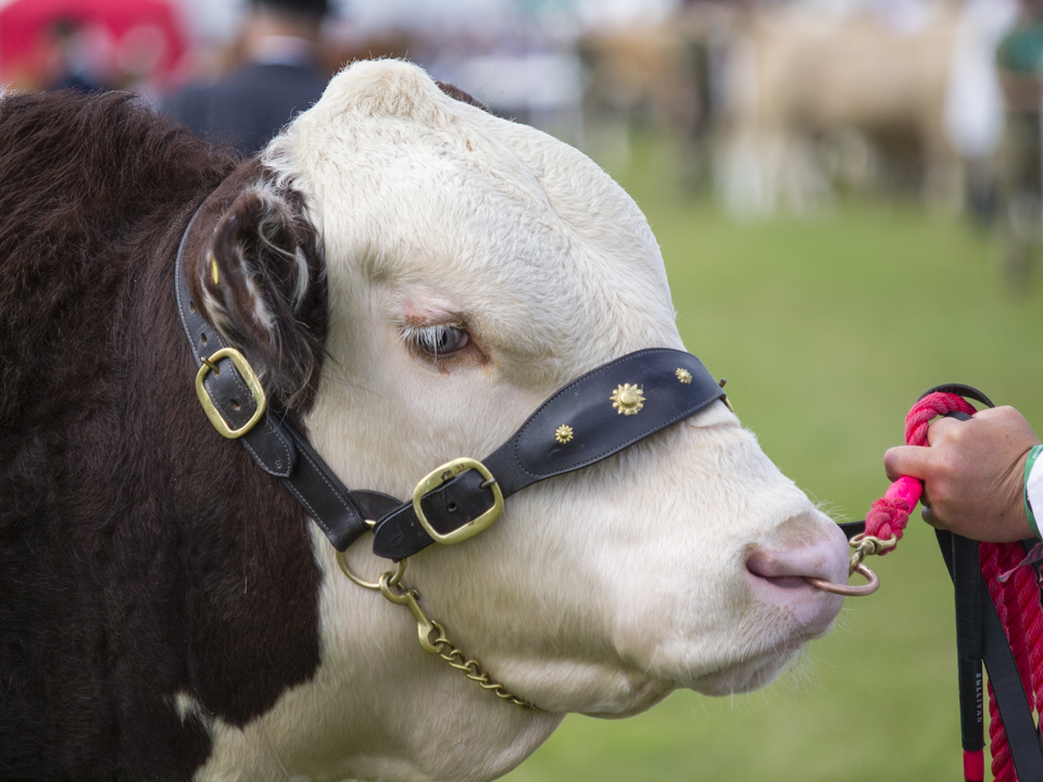 The Great Yorkshire Show, 2023