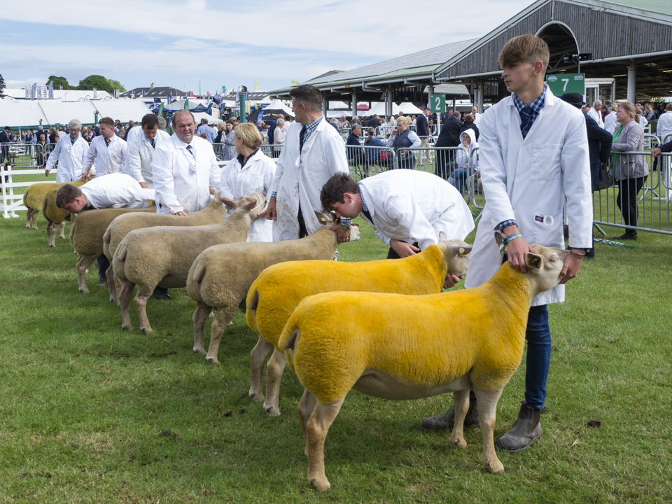 The Great Yorkshire Show, 2023