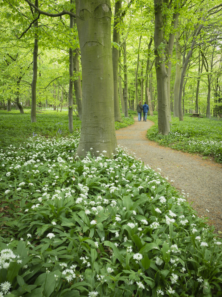 Woodland walk leading to Rievaulx Terrace