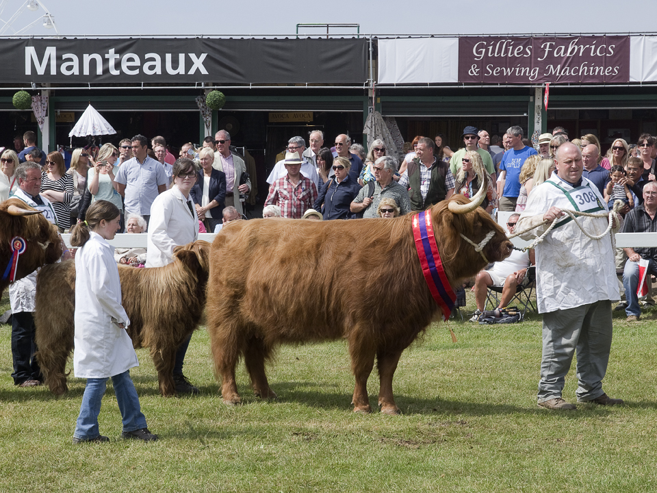 Cattle parade, Great Yorkshire Show