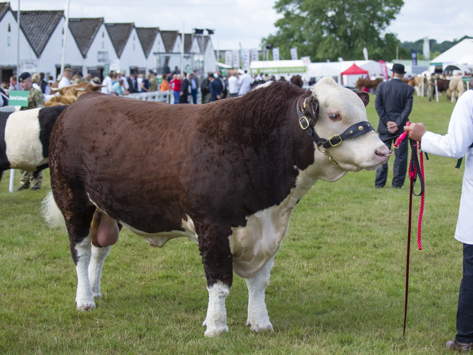 The Great Yorkshire Show, 2023