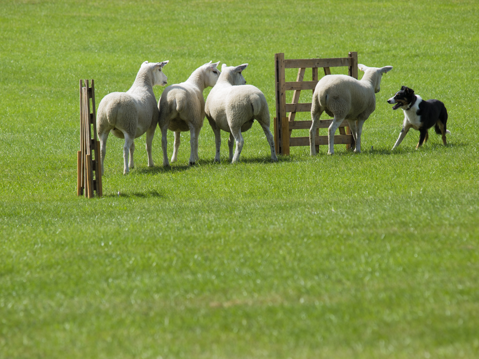 The Great Yorkshire Show, 2023