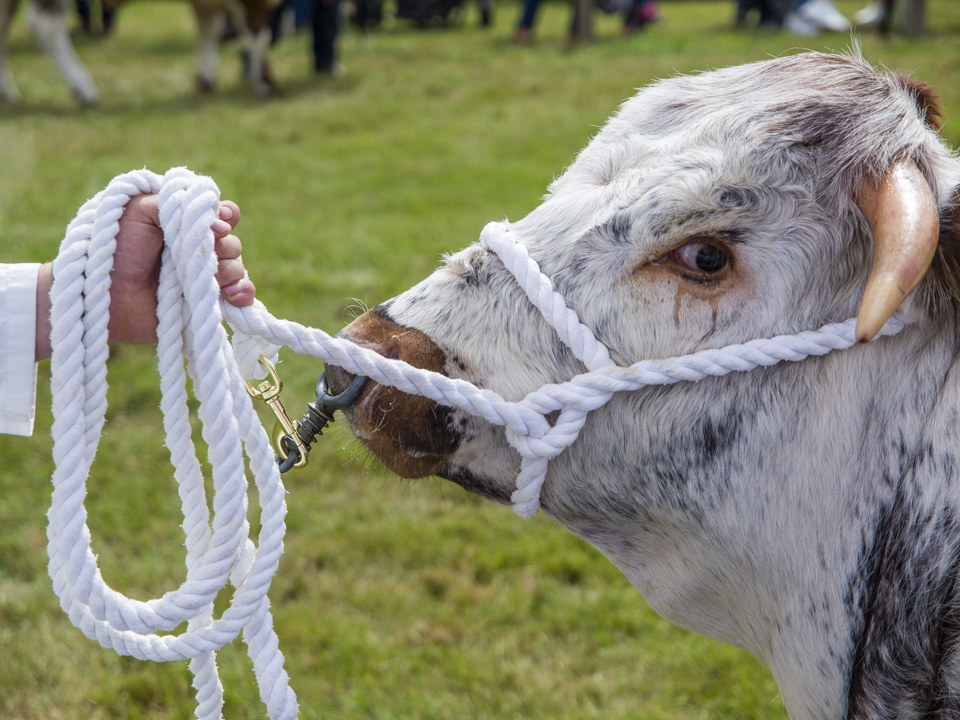 The Great Yorkshire Show, 2023