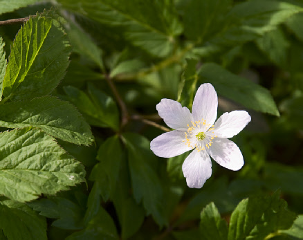 Riverside flora, Addingham. Photograph by David Armitage
