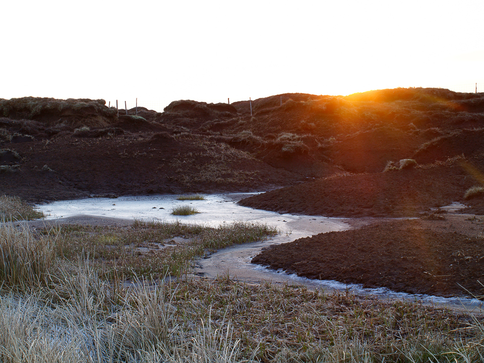 Fleet Moss