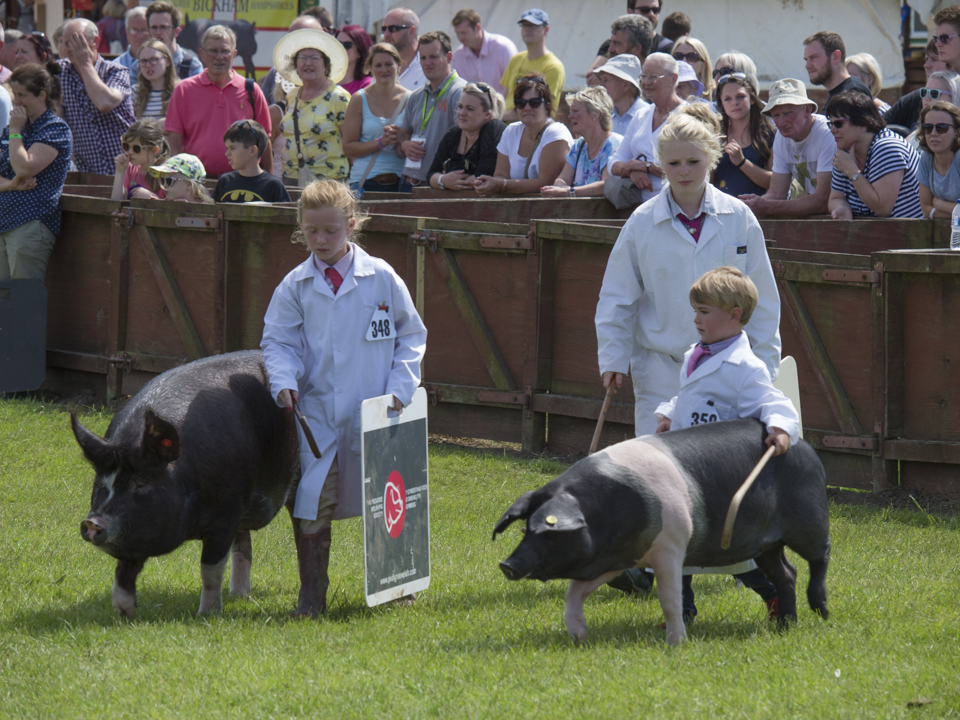 Great Yorkshire Show, 2015