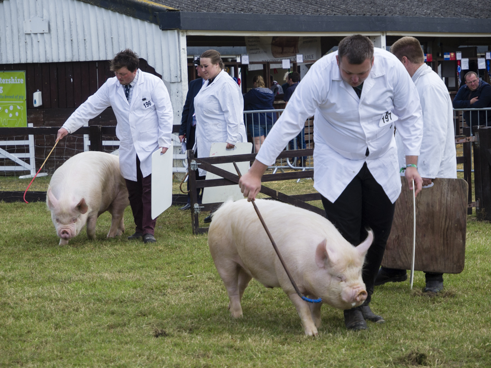The Great Yorkshire Show, 2023