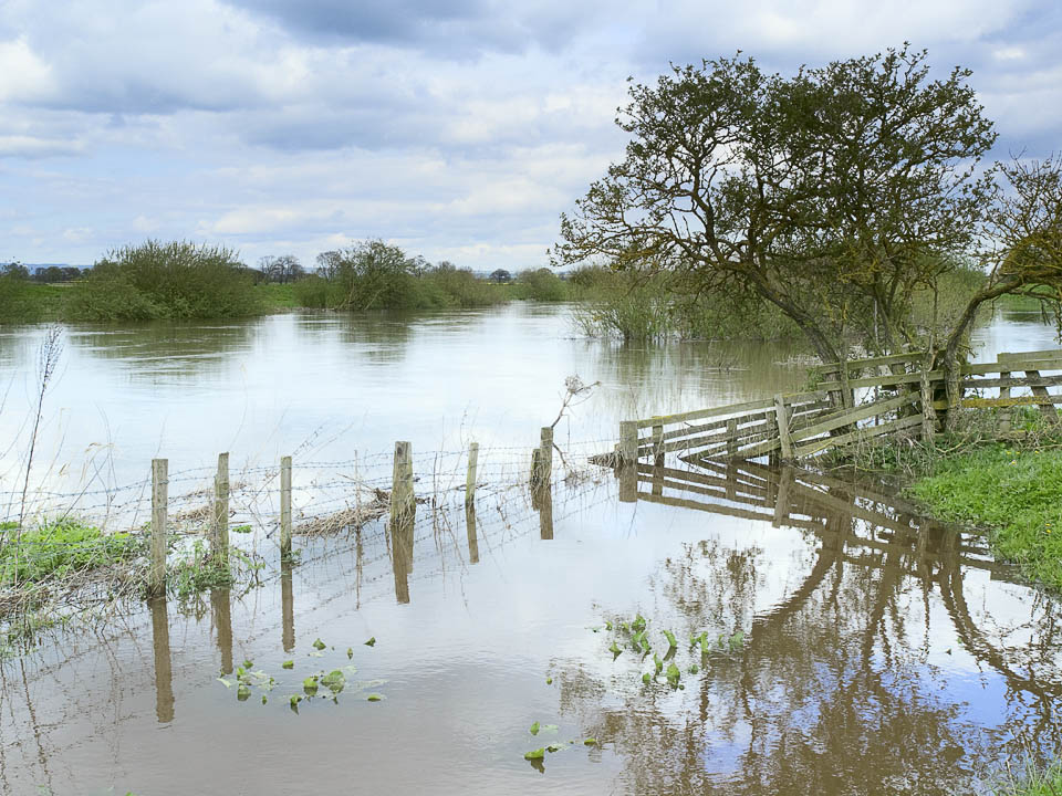 River Ure, Lower Dunsforth