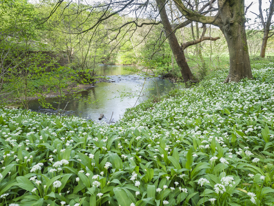 River Rye, Rievaulx