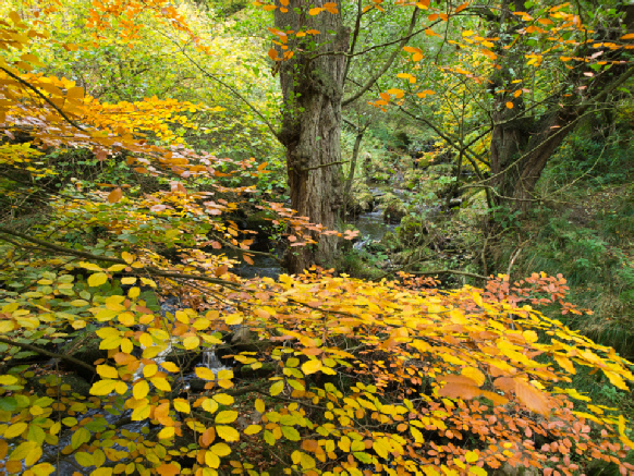 Autumn, Valley of Desolation