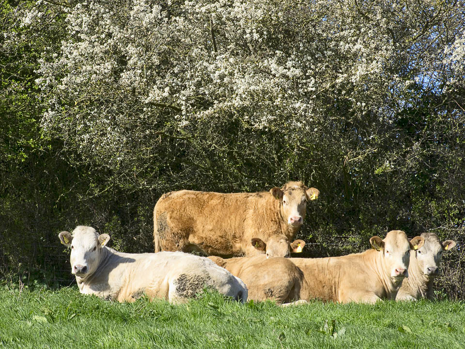 Cows on the banks of the Ure
