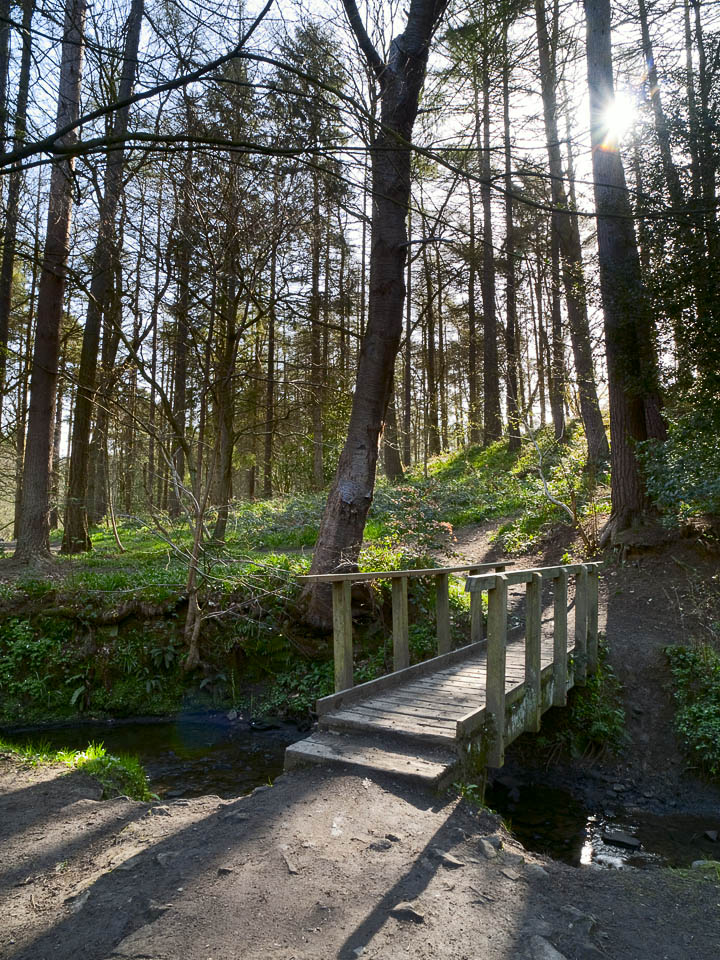 Woodland path, Nidd Gorge
