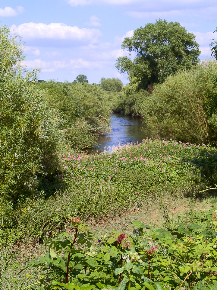 The River Wharfe at Ryther