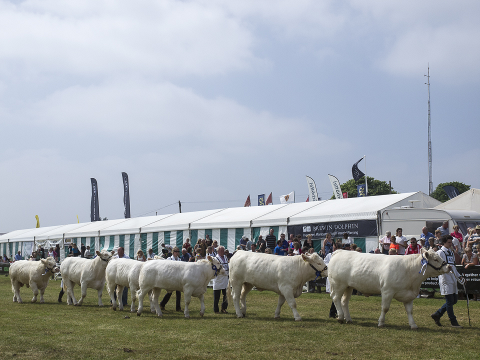 Parade of cattle, Great Yorkshire Show
