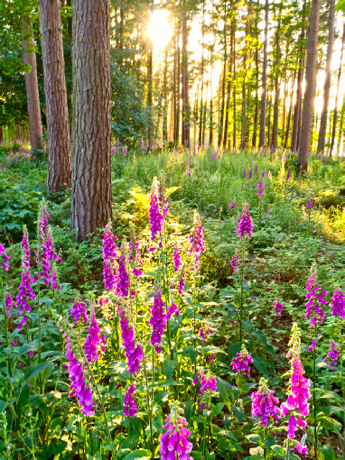 Foxgloves at Fewston in the Washburn valley
