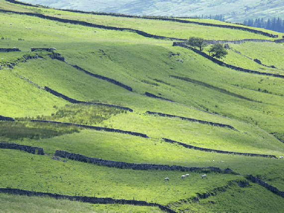 Drystone walls near Cray