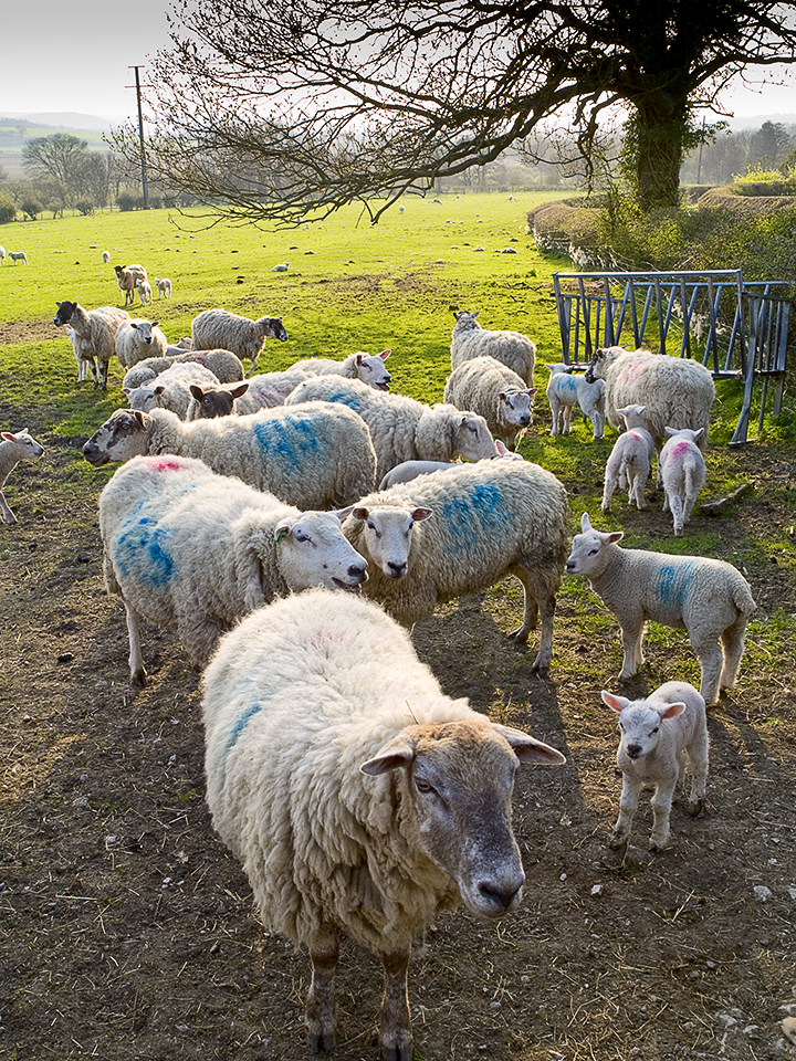 Sheep at Chapel Hill in Wharfedale