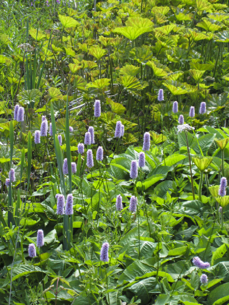 Golden acre park