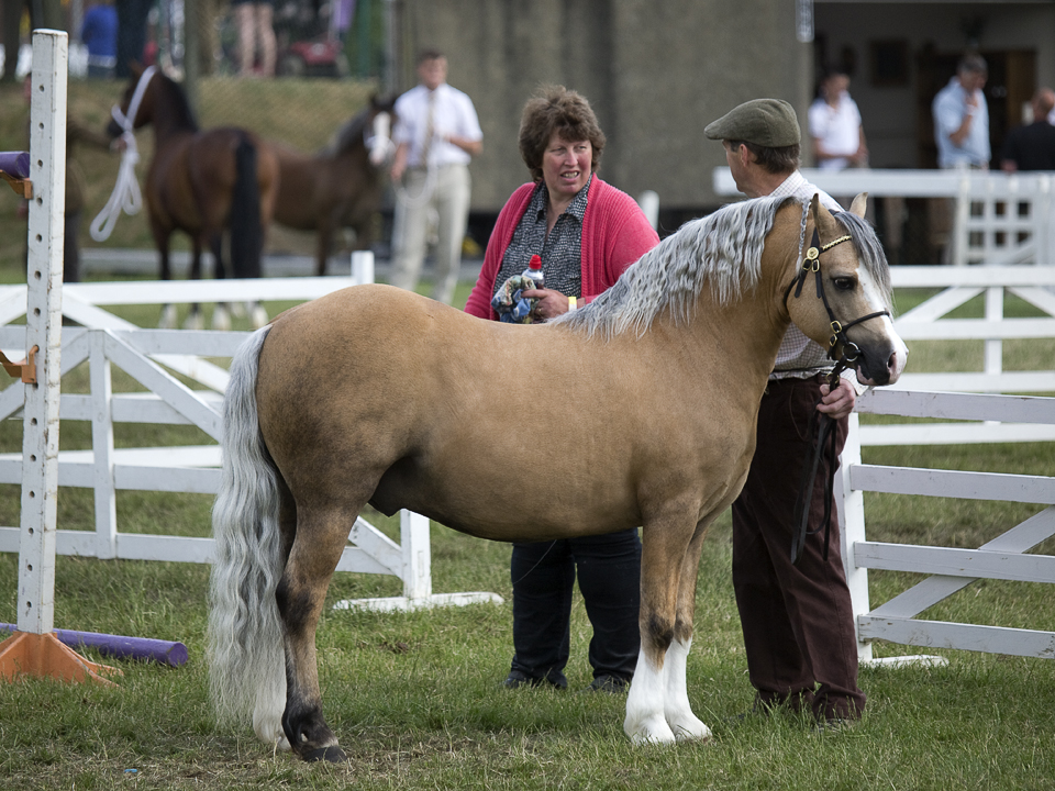 Pony, Great Yorkshire Show