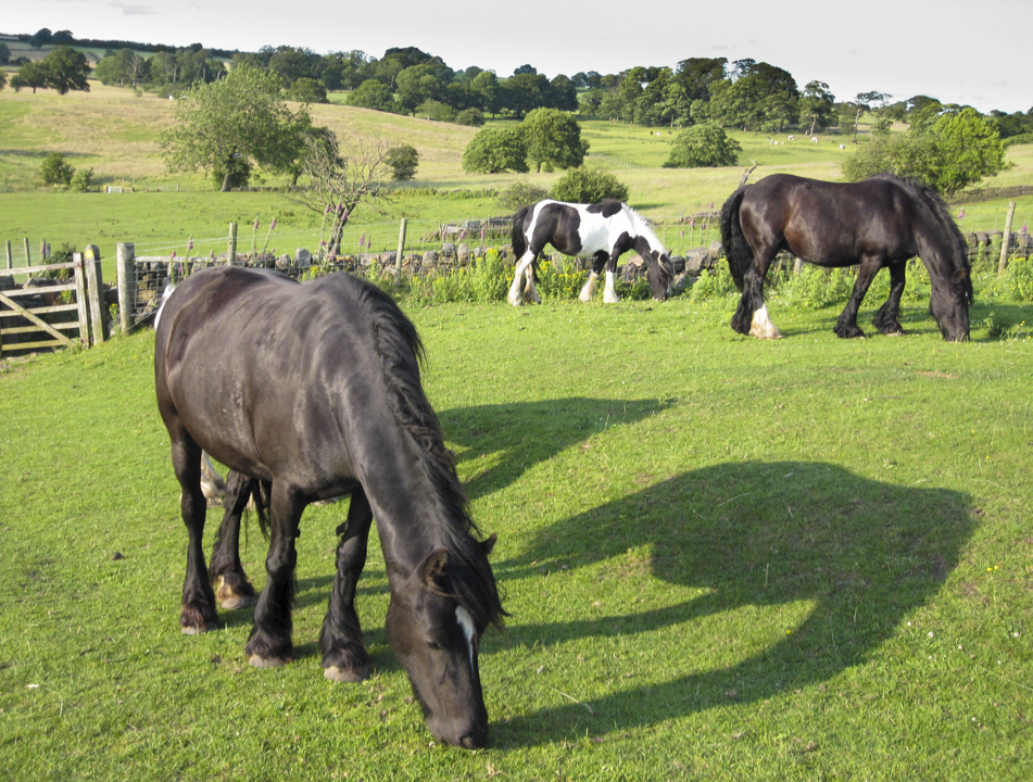 Horses on Yeadon Banks