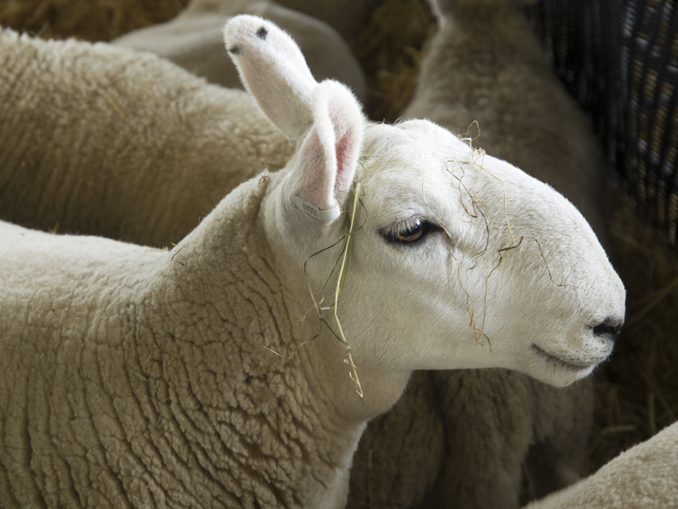 Great Yorkshire Show, 2015